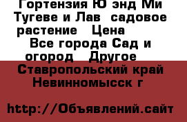 Гортензия Ю энд Ми Тугеве и Лав, садовое растение › Цена ­ 550 - Все города Сад и огород » Другое   . Ставропольский край,Невинномысск г.